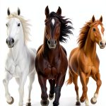Children's Horse Book for 7+ Years, Kindle Edition-0