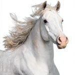 Winnie the Horse Gentler: Book 1 of 8-0