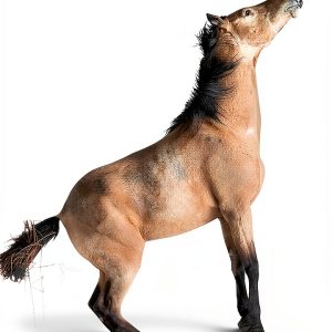 Whinnies on the Wind: Book 5 of 9 by Enchanted Pony Books-0