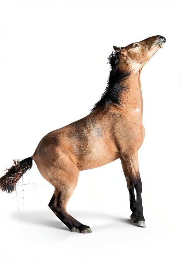Whinnies on the Wind: Book 5 of 9 by Enchanted Pony Books-0