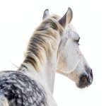 Equestrian Adventures Book 1 Connemara Series Kindle eBook by XYZ-0