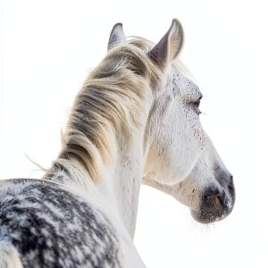 Equestrian Adventures Book 1 Connemara Series Kindle eBook by XYZ-0